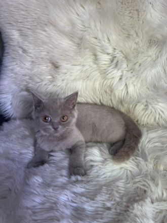 BKH kitten ab sofort Abgabebereit! Meine liebe Katzen