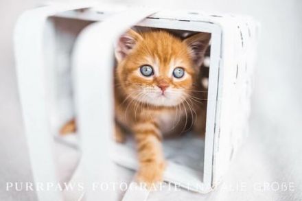 Wir haben noch BKH red tabby Kitten ab sofort abzugeben