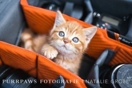 Wir haben noch BKH red tabby Kitten ab sofort abzugeben