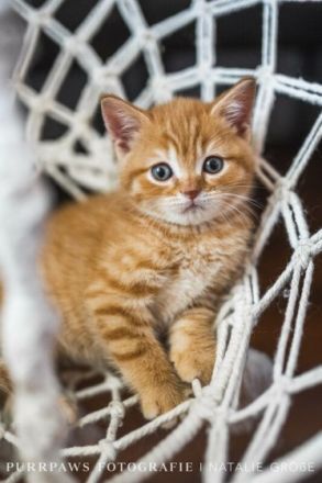 Wir haben noch BKH red tabby Kitten ab sofort abzugeben