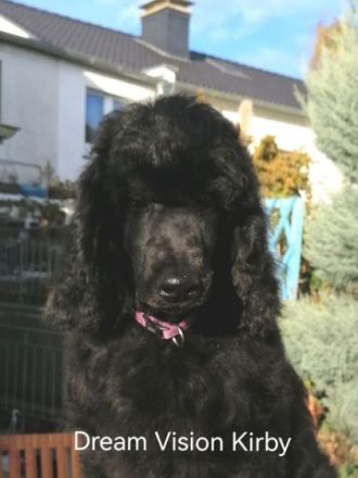 Großpudel von "Dream Vision"