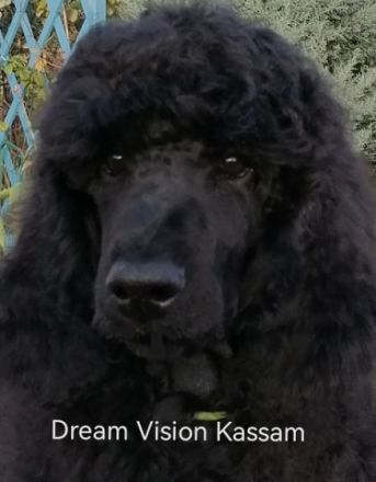 Großpudel von "Dream Vision"
