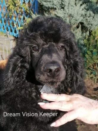 Großpudel von "Dream Vision"