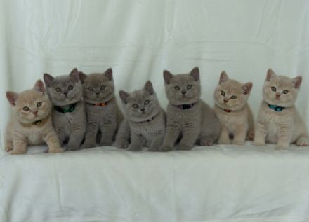 Aus unserem Hobbyzucht haben wir am 12. Juli 2022