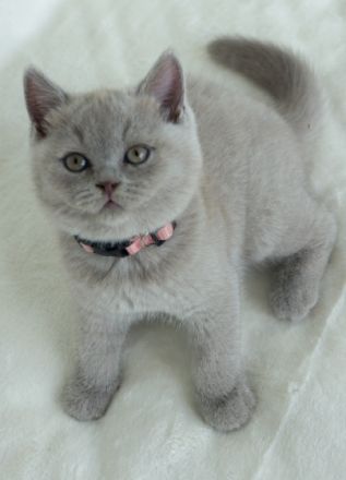 Aus unserem Hobbyzucht haben wir am 12. Juli 2022