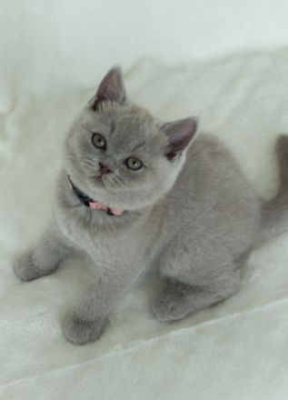 Aus unserem Hobbyzucht haben wir am 12. Juli 2022