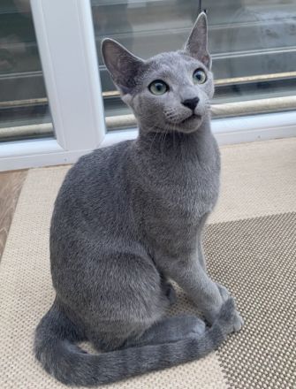 Unsere wunderschönen Geschwister Harry und Hugo sind im