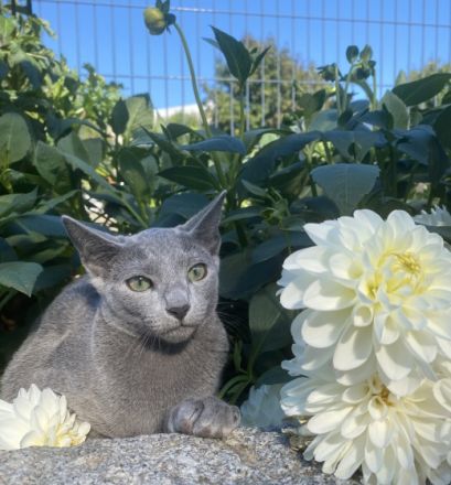 Unsere wunderschönen Geschwister Harry und Hugo sind im