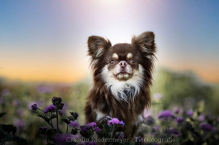 Wir erwarten Chihuahua Welpen. Mehr Infos finden Sie