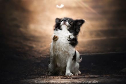 Wir erwarten Chihuahua Welpen. Mehr Infos finden Sie