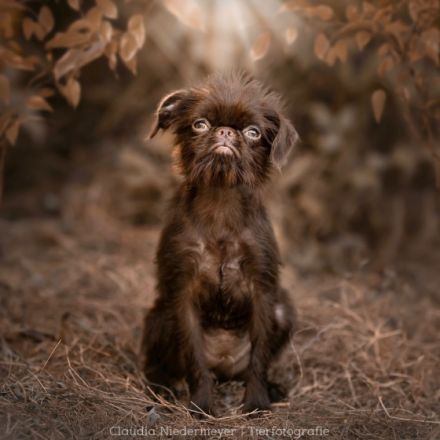 Wir erwarten Zwerggriffon Welpen. Mehr Infos finden Sie