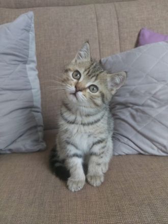 Hallo liebe Katzenliebhaber, wir sind 3 weibliche