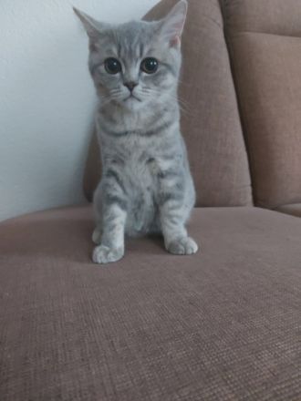 Hallo liebe Katzenliebhaber, wir sind 3 weibliche