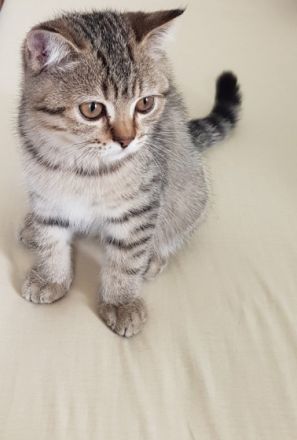 Hallo liebe Katzenliebhaber, wir sind 3 weibliche