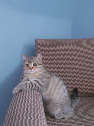 Hallo liebe Katzenliebhaber, wir sind 3 weibliche