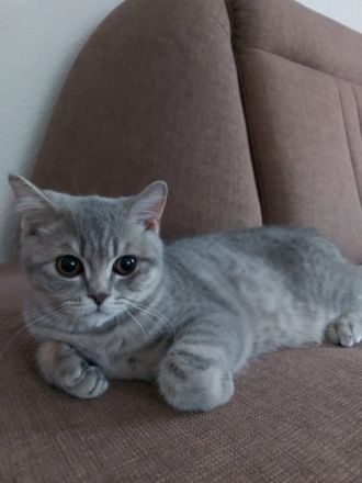 Hallo liebe Katzenliebhaber, wir sind 3 weibliche