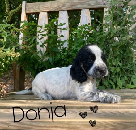 Cocker Spaniel, Welpen