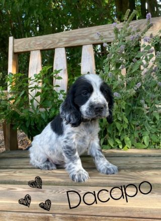 Cocker Spaniel, Welpen