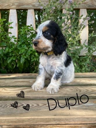 Cocker Spaniel, Welpen