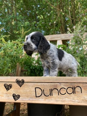 Cocker Spaniel, Welpen