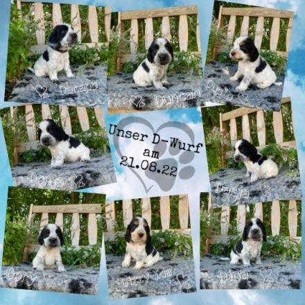 Cocker Spaniel, Welpen