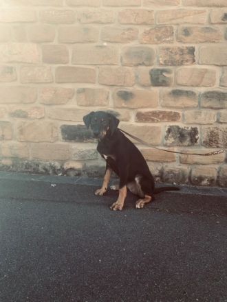 Hutsch, El Chapo, Koda, Chindarella, Buddy