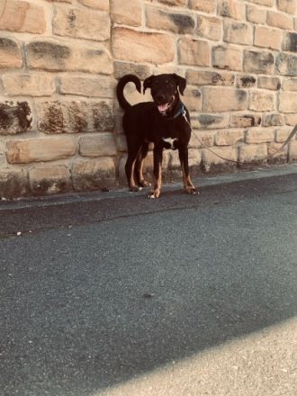 Hutsch, El Chapo, Koda, Chindarella, Buddy