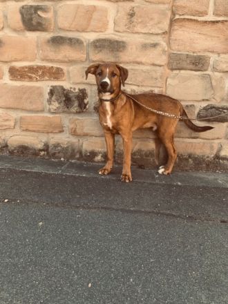 Hutsch, El Chapo, Koda, Chindarella, Buddy