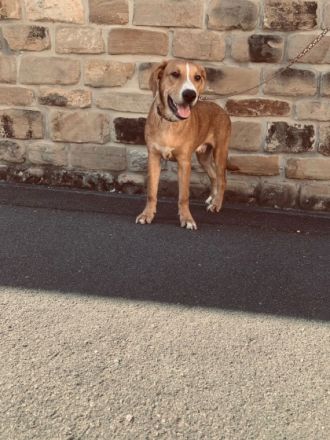 Hutsch, El Chapo, Koda, Chindarella, Buddy