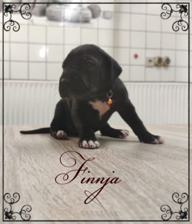 Wir haben Nachwuchs bekommen. Es sind reinrassige