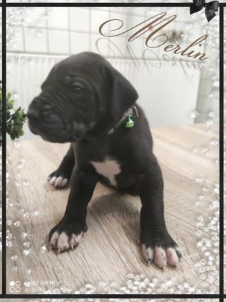 Wir haben Nachwuchs bekommen. Es sind reinrassige