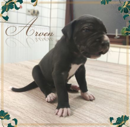 Wir haben Nachwuchs bekommen. Es sind reinrassige