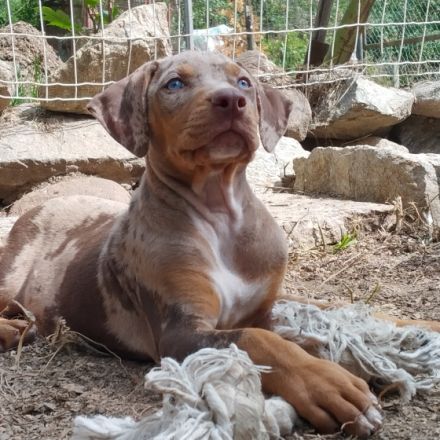 Louisiana-Leopard-Hund - Catahoula. Kennel Numa II