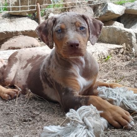 Louisiana-Leopard-Hund - Catahoula. Kennel Numa II