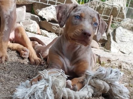 Louisiana-Leopard-Hund - Catahoula. Kennel Numa II