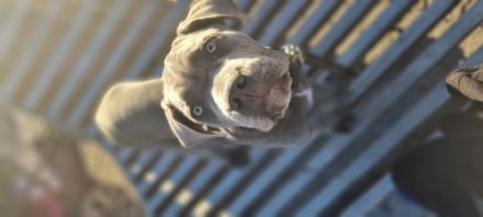 Fine og sunde hvalpe. Grå med lidt hvide aftegninger.