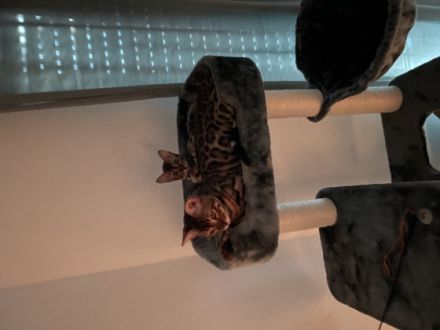 Hallo liebe Katzenliebhaber, Schweren Herzens muss ich