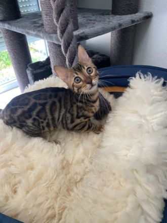 Hallo liebe Katzenliebhaber, Schweren Herzens muss ich