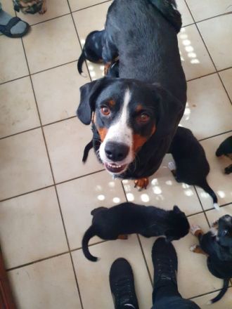 Schöner Appenzeller sennhundwelpen Aus familiärer