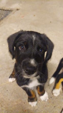 Schöner Appenzeller sennhundwelpen Aus familiärer