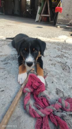 Schöner Appenzeller sennhundwelpen Aus familiärer