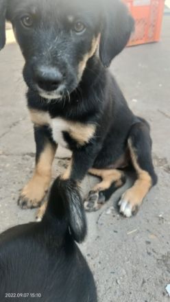 Schöner Appenzeller sennhundwelpen Aus familiärer