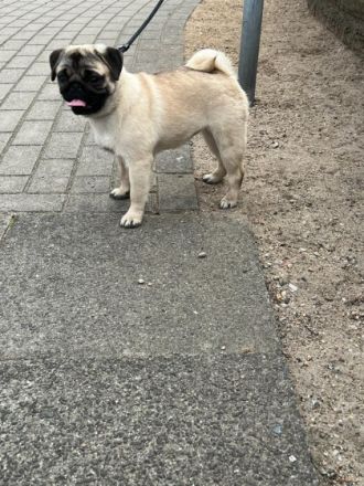 Zu verkaufen, 2 Mops Welpen, ein Rüde und eine Hündin.