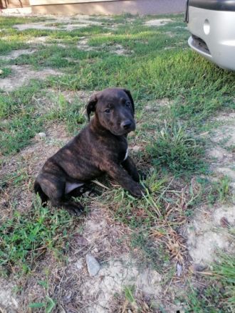 Wir geben unsere zu zuckersüßen Welpen ab, entwurmt und