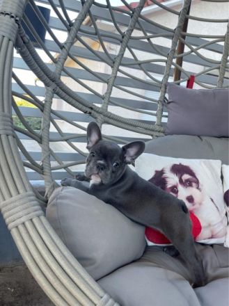 Französische Bulldogge, Welpen