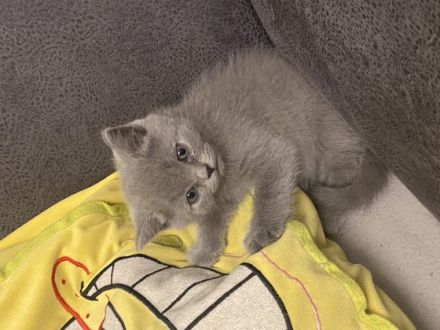 Britisch Kurzhaar, Kitten