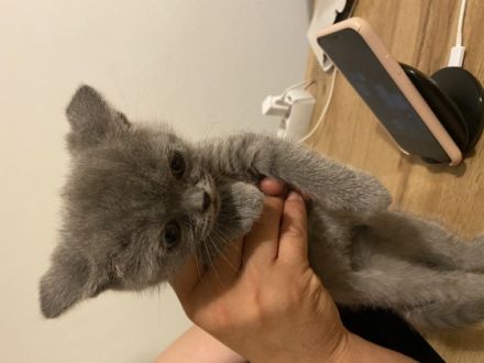 Britisch Kurzhaar, Kitten