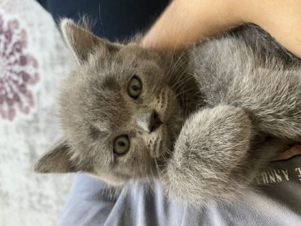 Britisch Kurzhaar, Kitten