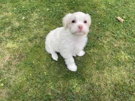 Wir haben wunderschöne, Havaneser-Malteser Welpen . Es