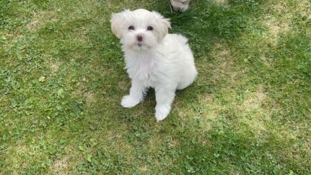 Wir haben wunderschöne, Havaneser-Malteser Welpen . Es